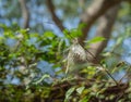 Mini white flower prepare to waft