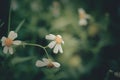 Mini white flowers in park.