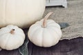 Mini White Pumpkins on Rustic Table