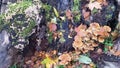 Mini Wild Mushrooms And Falling Leaves Royalty Free Stock Photo