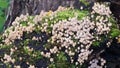 Mini Wild Mushrooms Royalty Free Stock Photo