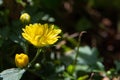 Mini yellow daisy in early spring in Brazil, with very blurred background, selective focus