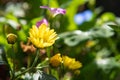 Mini yellow daisy in early spring in Brazil, with very blurred background, selective focus