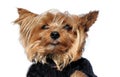 Mini yorkshire terrier dressed in modish grey sweater