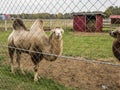 Mini zoo in the city of Pyatigorsk in Russia.