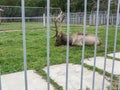 Mini zoo in the city of Pyatigorsk in Russia.