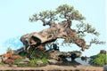 Miniascape Royalty Free Stock Photo