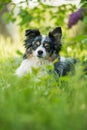 Miniatur australian shepherd dog under a lilac Royalty Free Stock Photo