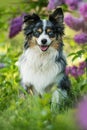 Miniatur australian shepherd dog under a lilac Royalty Free Stock Photo