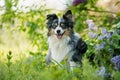 Miniatur australian shepherd dog under a lilac Royalty Free Stock Photo
