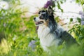 Miniatur australian shepherd dog under a lilac Royalty Free Stock Photo