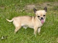 Miniature adult chihuahua