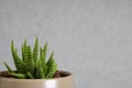 Miniature aloe succulent close-up off-centered on clean background Royalty Free Stock Photo