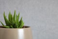 Miniature aloe succulent in vase placed off-center on clean background Royalty Free Stock Photo