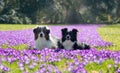 Miniature American Shepherd dogs lying together in crocus flowers
