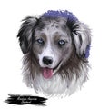 Miniature American shepherd, intelligent dog digital art illustration. MAS purebred trained to take part in sports Royalty Free Stock Photo