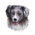 Miniature American shepherd, intelligent dog digital art illustration. MAS purebred trained to take part in sports, clever hound Royalty Free Stock Photo