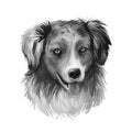 Miniature American shepherd, intelligent dog digital art illustration. MAS purebred trained to take part in sports, clever hound Royalty Free Stock Photo