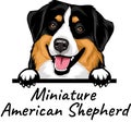 Miniature American Shepherd peeking dog isolated on a white background