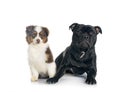 Miniature American Shepherd and staffie Royalty Free Stock Photo