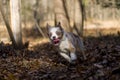 Miniature australian shepard running