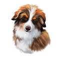 Miniature Australian shepherd dog, small puppy digital art Royalty Free Stock Photo