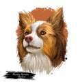 Miniature Australian shepherd, pet originated in USA digital art illustration. Herding working stock dog with long ears Royalty Free Stock Photo