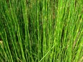 Miniature Bamboo Plants stock photo, Horsetails Equisetum debile Roxb. in garden for background