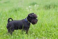 Miniature black schnauzer