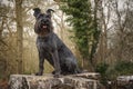 Miniature Black Schnauzer on a tree stump looking tall