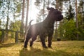 Miniature black schnauzer walking outdoor in sunny day Royalty Free Stock Photo