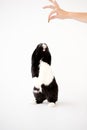 Miniature Black And White Flop Eared Rabbit Standing On Hind Legs For Treat Against White Background