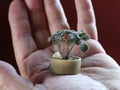 Miniature bonsai in a bottle cap