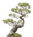 Miniature bonsai pine tree decoration Royalty Free Stock Photo