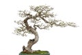 Miniature bonsai pine tree decoration Royalty Free Stock Photo