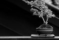 Brazil bougainvillea miniature bonsai plant