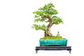 Miniature carmona microphylla fukien tea bonsai plant