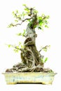 Miniature bonsai plant chinese elm ulmus parvifolia on display Royalty Free Stock Photo
