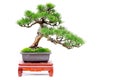 Miniature bonsai plant japanese black pine or pinus thunbergii