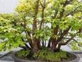 Miniature Bonsai quince tree
