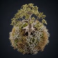 A spherical base composed of various lichens, including Cladonia Royalty Free Stock Photo