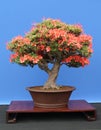 Miniature Bonsai Tree.