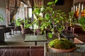 Miniature bonsai tree in restaurant