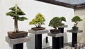 Miniature Bonsai trees exhibit Royalty Free Stock Photo