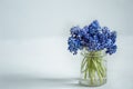 A miniature bouquet of muscari flowers in a transparent vase copy space Royalty Free Stock Photo