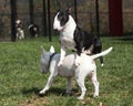 Miniature bull terrier leaping over another mini