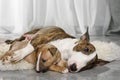 Miniature Bull Terrier mom dog hugs her puppy