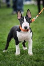 Miniature bull terrier puppy of black and white color in an orange collar and on leash walks on the green grass and enjoys life. Royalty Free Stock Photo