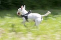 Miniature bull terrier running
