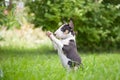 Miniature Bull Terrier Royalty Free Stock Photo